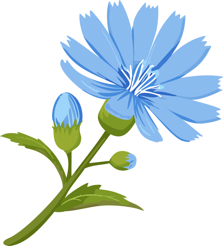 Praxis Zur Wegwarte Blume